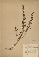 藏品(茅毛珍珠菜)的圖片